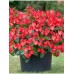 Бегония межвидовая Сенсация Красная F1, 10 семян (Cerny seed, Чехия) -2шт