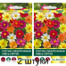 Георгина Пикколо Миньон, смесь сортов 0,5г (W. Legutko, Польша) -2шт
