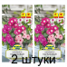 Семена Катарантус розовый Карликовый смесь сортов (W. Legutko) 0,1 г, РБ -2шт