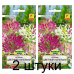 Семена Клеома Цветные капельки смесь сортов (W. Legutko) 0,5 г, РБ -2шт