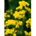 Лимониум (Статица) Желтый - 0,1г (W. Legutko, Живой Мир) -2шт