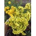 Лимониум (Статица) Желтый - 0,1г (W. Legutko, Живой Мир) -2шт