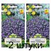 Семена Лобелия Мисс Клибран (W. Legutko) 0,1 г, РБ -2шт Семена Лобелия Мисс Клибран (W. Legutko) 0,1 г, РБ -2шт