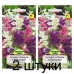 Семена Сальвия хорминум Триколор смесь (N.L.Chrestensen) 1 г, РБ -2шт Семена Сальвия хорминум Триколор смесь (N.L.Chrestensen) 1 г, РБ -2шт