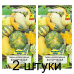 Семена Тыква декоративная Бугорчатая смесь сортов (W. Legutko) 1 г, РБ -2шт
