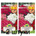 Семена Флокс друммонда Бьюти смесь (N.L. Chrestensen), 0,3 г, РБ -2шт