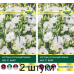 Эустома крупноцветковая АВС F1 Вайт, 5 семян (PanAmerican Seed, США) -2шт