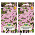 Семена Арабис альпийский розовый (W. Legutko) 0,1 г, РБ -2шт Семена Арабис альпийский розовый (W. Legutko) 0,1 г, РБ -2шт