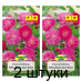 Семена Роза китайская Крылья Ангела (W. Legutko) 10 шт, РБ -2шт