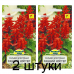 Семена Сальвия блестящая Ранний костер (W. Legutko) 0,2 г, РБ -2шт Семена Сальвия блестящая Ранний костер (W. Legutko) 0,2 г, РБ -2шт