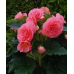 Бегония амергибрид Раффлд Пинк F1, 5 семян (PanAmerican Seed, США) -2шт
