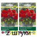 Бегония амергибрид Раффлд Ред F1, 5 семян (PanAmerican Seed, США) -2шт Бегония амергибрид Раффлд Ред F1, 5 семян (PanAmerican Seed, США) -2шт