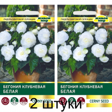 Бегония клубневая крупноцветковая Белая (Cerny seed, Чехия) -2шт