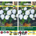 Бегония клубневая крупноцветковая Белая (Cerny seed, Чехия) -2шт