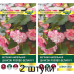 Бегония клубневая ампельная Шансон Двуцветная розово-белая F1, 10 семян (Cerny seed, Чехия) -2шт Бегония клубневая ампельная Шансон Двуцветная розово-белая F1, 10 семян (Cerny seed, Чехия) -2шт