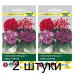 Семена Глоксиния Брокада F1 смесь сортов (Sakata) 5 шт, РБ -2шт