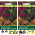 Колеус блюме Колоча, cмесь сортов, 10 семян (Cerny seed, Чехия) -2шт Колеус блюме Колоча, cмесь сортов, 10 семян (Cerny seed, Чехия) -2шт