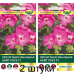 Пеларгония зональная Найт Роуз F1, семена 3шт (Cerny seed, Чехия) -2шт