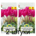 Семена Цикламен персидский Пурпурный (Cerny seed) 3 шт, РБ -2шт