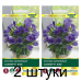 Семена Эустома Сапфир F1 Блю карликовая (PanAmerican Seed) 5 шт, РБ -2шт
