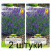 Семена Лаванда узколистная Хидкот (W. Legutko) 0,1 г, РБ -2шт