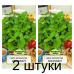 Семена Мята колосистая Сперминт (W. Legutko) 0,1 г, РБ -2шт