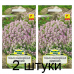 Семена Тимьян обыкновенный Зимний (W. Legutko) 0,3 г, РБ -2шт