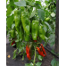 Перец сладкий крупноплодный СТОЛБОВАЯ ДВОРЯНКА (Сиб Сад)