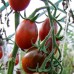 Томат десертный Чернослив, 20 семян (Сибирский Сад)