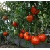 Томат тяжеловес Шапка Мономаха, 20 семян (Сиб сад)