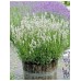 Лаванда английская белая Снежный колос, 5 семян (Семена Алтая)