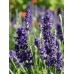 Лаванда английская Синее копье, 10 семян (Семена Алтая) -2шт