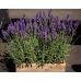 Лаванда английская Синее копье, 10 семян (Семена Алтая) -2шт