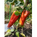 Перец сладкий крупноплодный Атлант 0,1г (Семена Алтая) -2шт