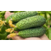 Огурец Июньский скороспел F1, 7 семян (Сибирская селекция) -2шт