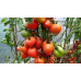 Томат ЛЕНТЯЙКА, 20 семян (Сибирская селекция) -2шт