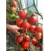 Томат Изобилие (Семена Аэлита)