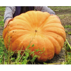 Тыква-гигант Небывалый размах (Семена Аэлита)