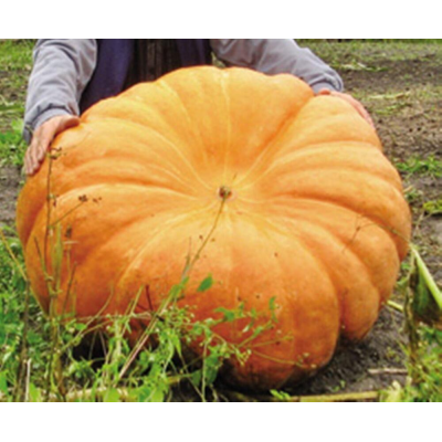 Тыква-гигант Небывалый размах (Семена Аэлита)