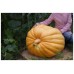 Тыква-гигант Небывалый размах (Семена Аэлита)