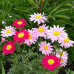 Персидская ромашка (пиретрум) Робинзон, смесь сортов 0,2г (Аэлита)