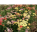 Тысячелистник многолетний Летняя сказка F2, смесь 0,05г (Семена Аэлита)