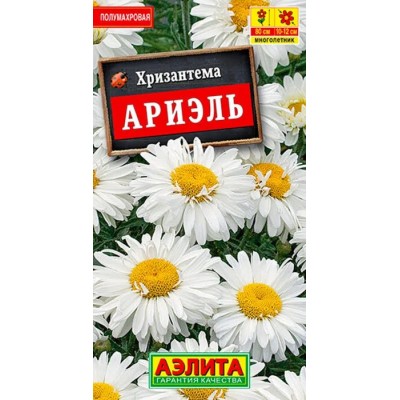 Хризантема Ариэль (Семена Аэлита)