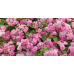 Агератум мексиканский низкорослый Розовый 0,05г (Аэлита)