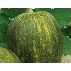 Тыква Витаминная (Семена Аэлита)