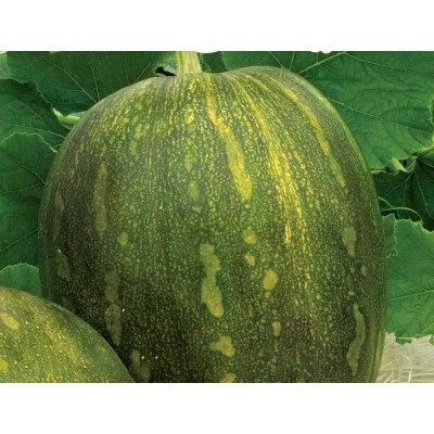 Тыква Витаминная (Семена Аэлита)