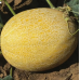 Дыня Желтый мяч (Семена Аэлита)