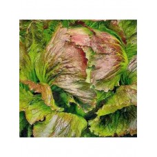 Салат Трюфель, кочанный (Семена Аэлита)