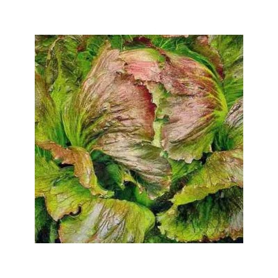 Салат Трюфель, кочанный (Семена Аэлита)