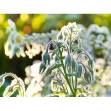 Огуречная трава бораго Белоснежка (Семена Аэлита)